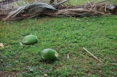 Cocos nucifera L.
