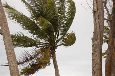 Cocos nucifera - نارگیل