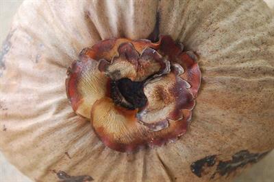 Cocos nucifera - نارگیل