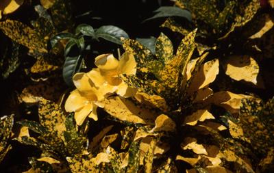 Codiaeum variegatum