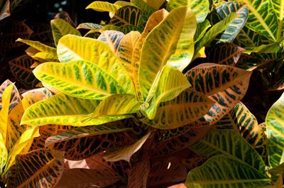 Codiaeum variegatum - کروتون