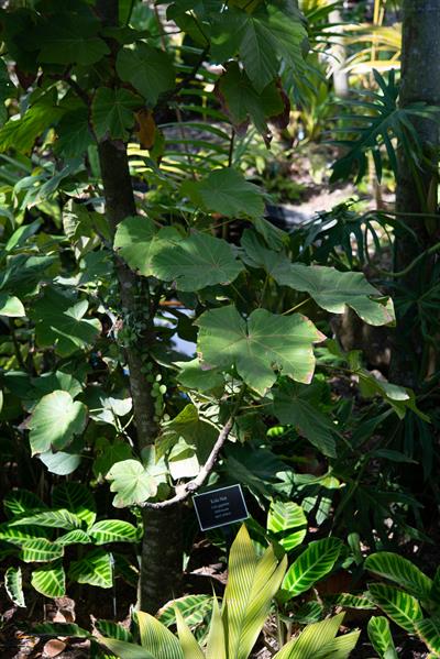 Cola gigantea
