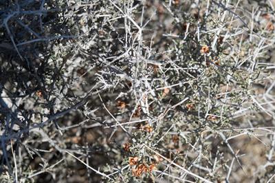 Coleogyne ramosissi