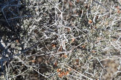 Coleogyne ramosissim