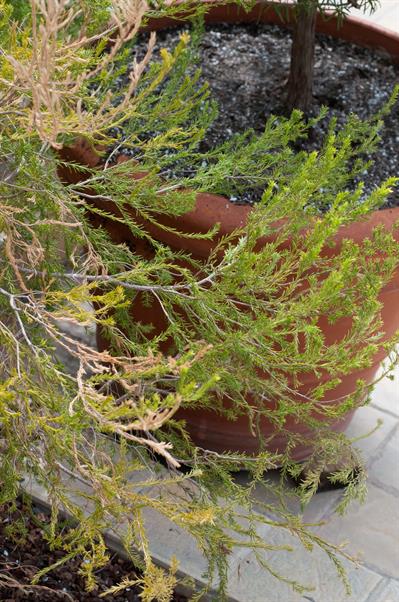 confetti bush، بومی افریقای جنوبی