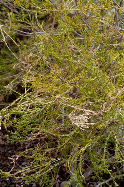 دیوسما صورتی