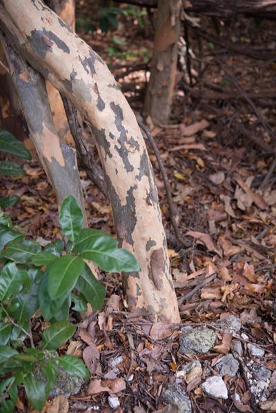 Colubrina elliptica