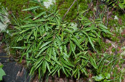از خانواده Myricaceae