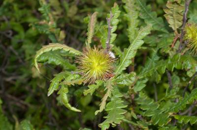Comptonia peregrina