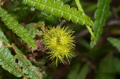 از خانواده Myricaceae
