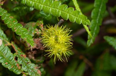 Sweetfern