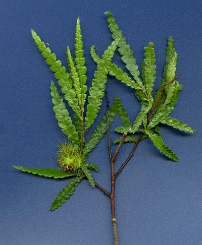 از خانواده Myricaceae