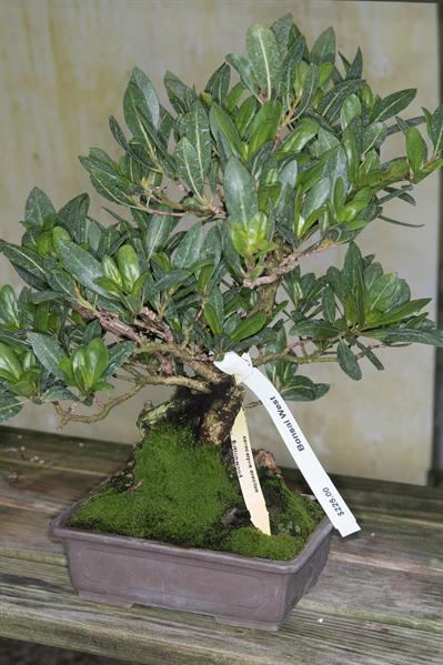 Conocarpus erectus