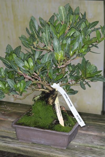 معرفی گیاه دکمه‌ای ساحلی (کونوکارپوس) (Buttonwood)  - Conocarpus erectus