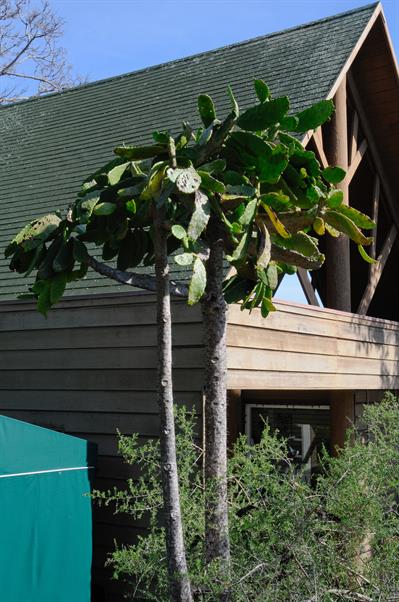 کاکتوس رودکیل (کنسولئا)