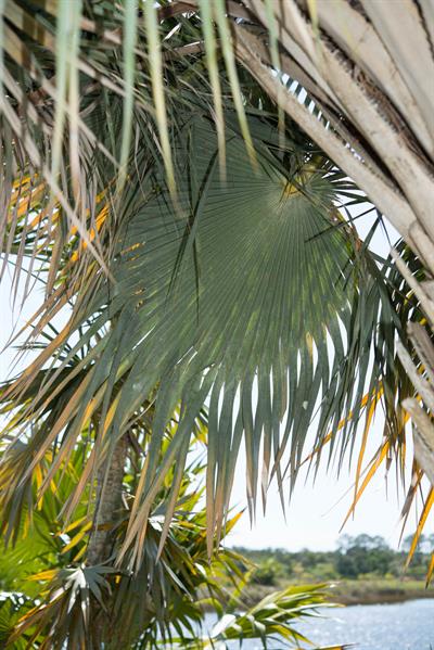 Cuban Wax Palm