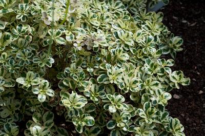 Coprosma repens