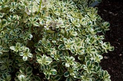  Coprosma repens