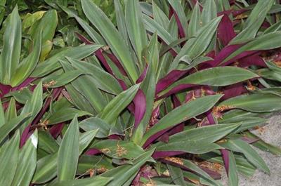 Ti plant
