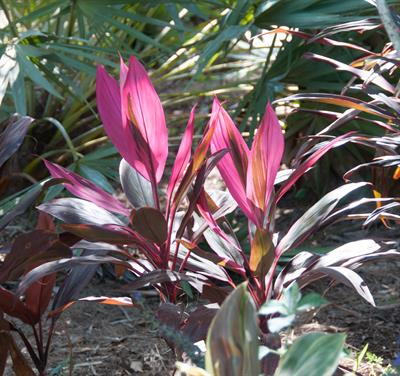 Cordyline fruticosa