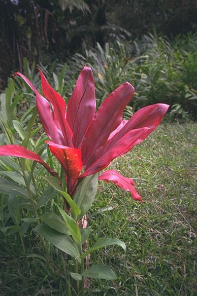 کوردیلین زینتی (گیاه تی)