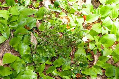 کرانبری جارویی