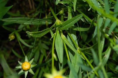 Coreopsis lanceolat