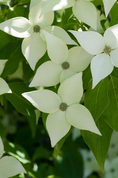 Cornus