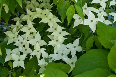 Cornus