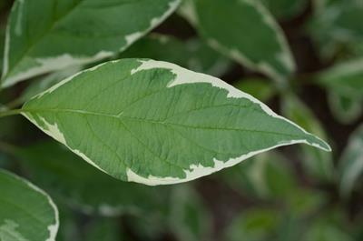 Cornus alba