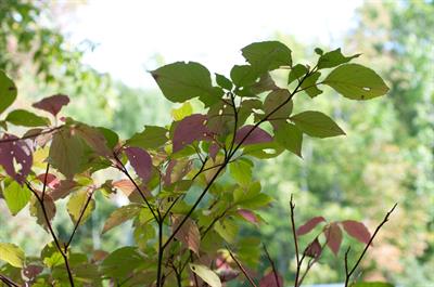 Cornus alternifolia