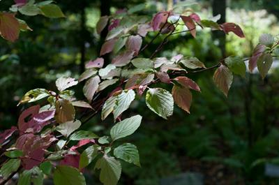 Pagoda dogwood