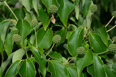 Cornus florida