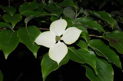 Cornus florida