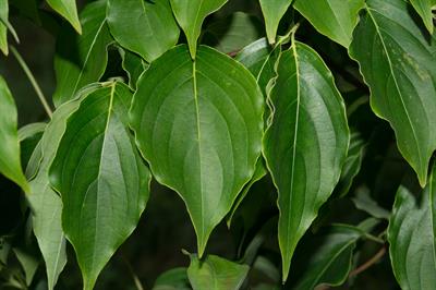 Cornus florida