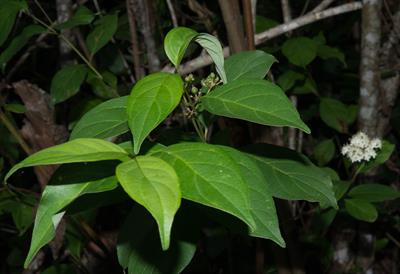 Cornus foemina