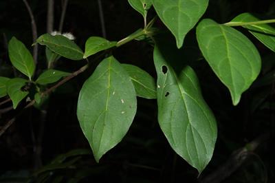Cornus foemina