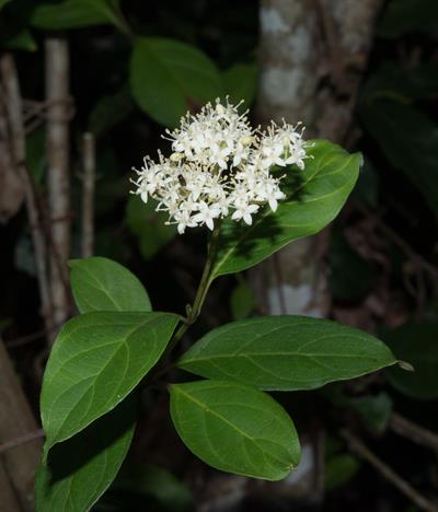 Cornus foemina