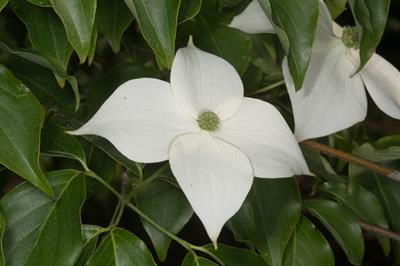 Cornus kousa - داغداغان ژاپنی (کورنوس کوسا)