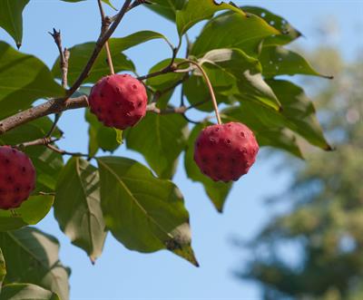 از خانواده Cornaceae