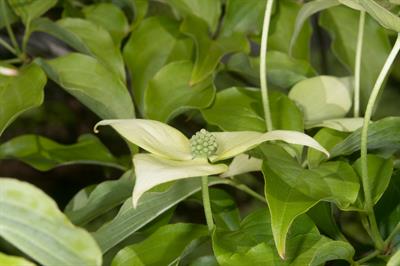 Cornus kousa
