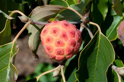 Cornus kousa