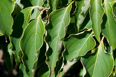 کورنوس کوزا