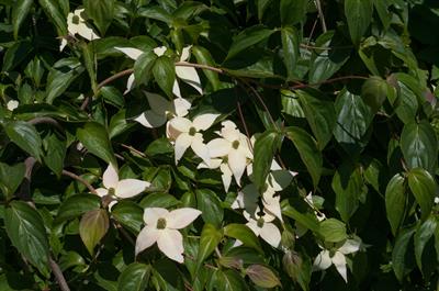 Cornus kousa