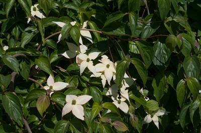 رقم Lustgarten Weeping