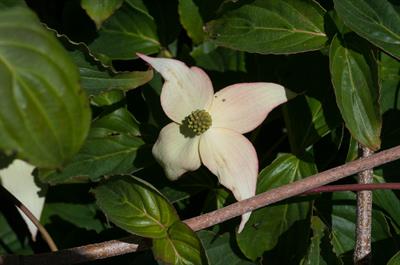 زیرگونه kousa رقم Lustgarten Weeping