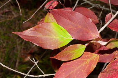 Cornus obliqua