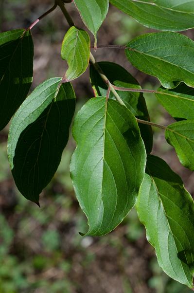 Cornus obliqua