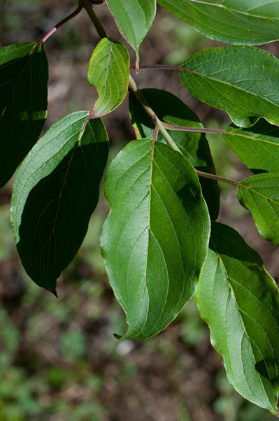 Cornus obliqua