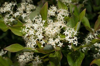 Cornus racemosa